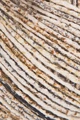 Gedifra Fior di Seta Color 50g : 1312 beige