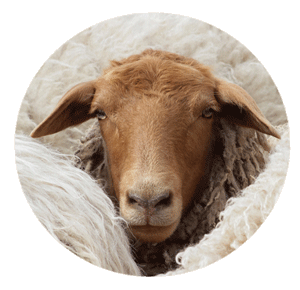 Wollerei Sheep